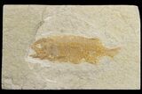 Juvenile Phareodus Fish Fossil - Scarce Species #183168-1